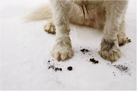 Dog making a mess for Bellevue Carpet clean to come fix the dirt and make it clean for the family